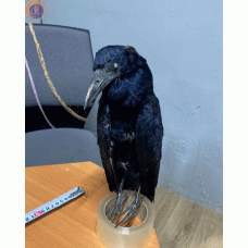 Опудало ворона