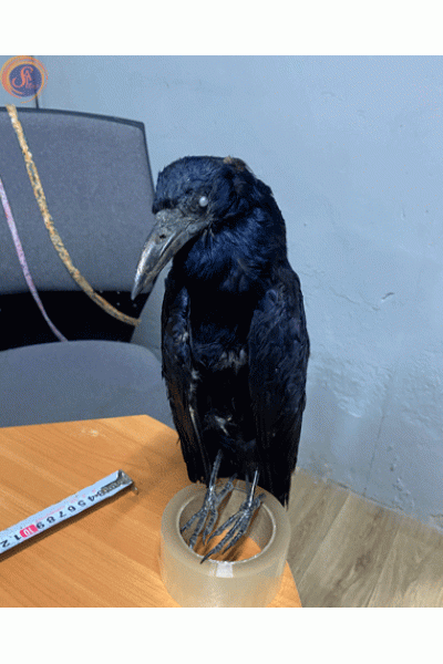 Опудало ворона