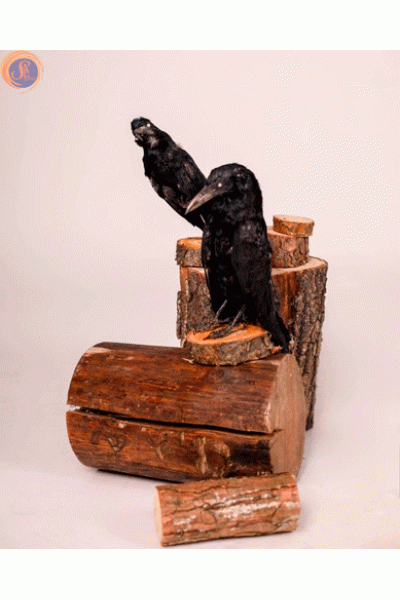 Опудало ворона