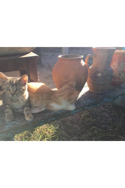 Чавуни чугунні