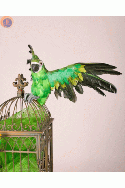 Папуги муляж