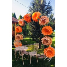 Ростові квіти хризантеми