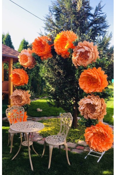 Ростові квіти хризантеми