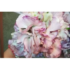 Гортензія різнокольорова