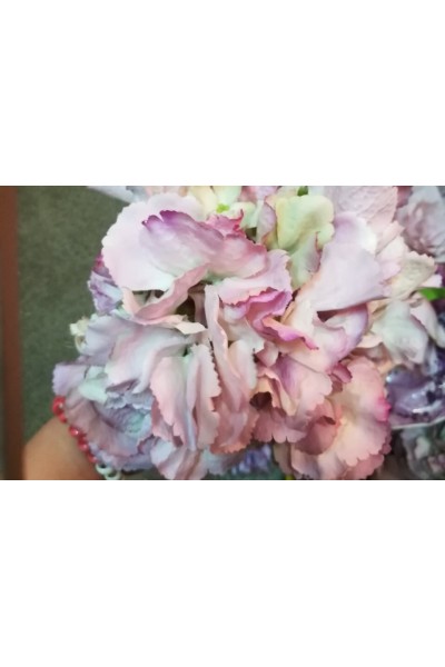 Гортензія різнокольорова