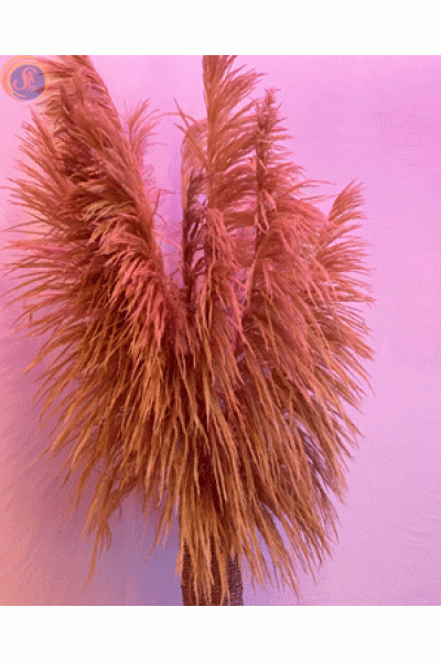 Пампасна трава