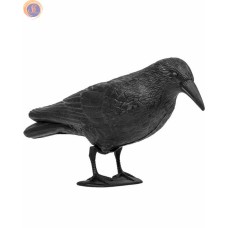 Ворон декоративний