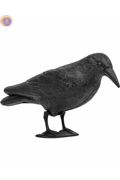 Ворон декоративний