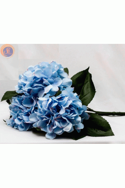 Гортензія блакитна кущ