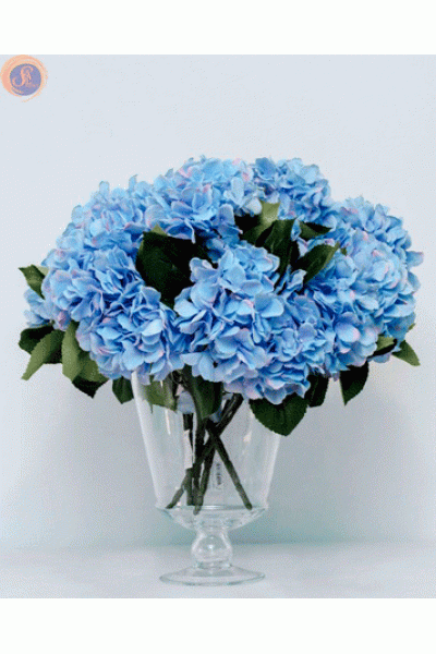 Гортензія блакитна кущ