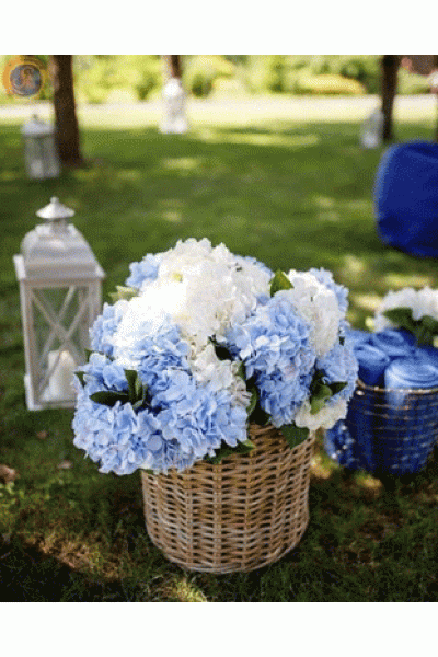 Гортензія блакитна кущ