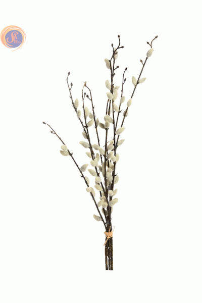 Верба (котики) 