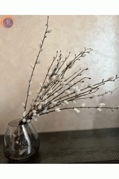 Верба (котики) 