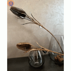 Протея в глітері