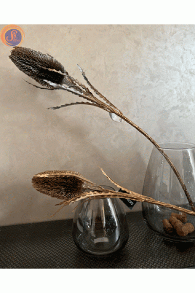 Протея в глітері