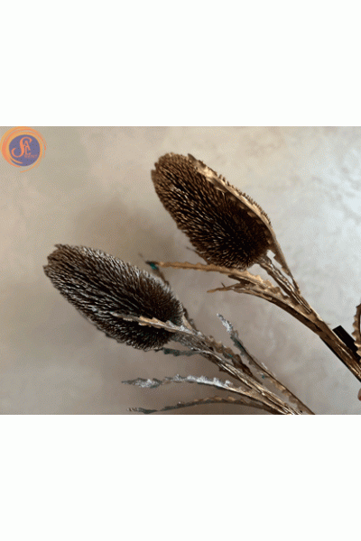 Протея в глітері