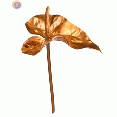 Антуріум gold