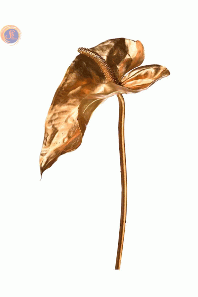 Антуріум gold