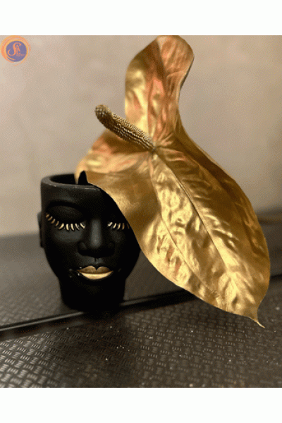 Антуріум gold