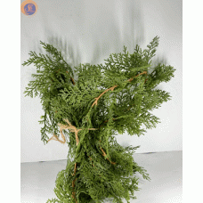 Туя західна