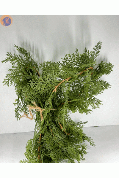 Туя західна