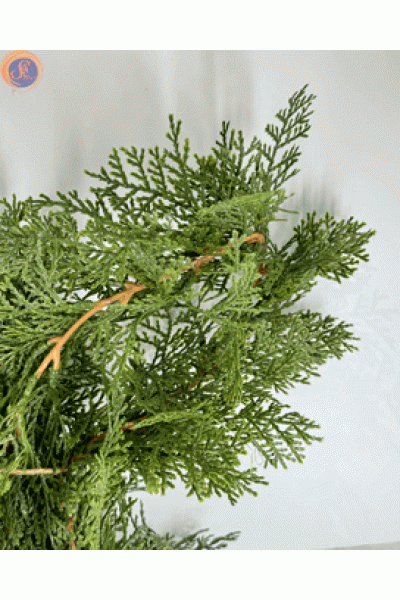 Туя західна