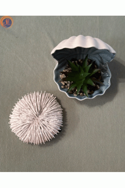 Декоративна мушля