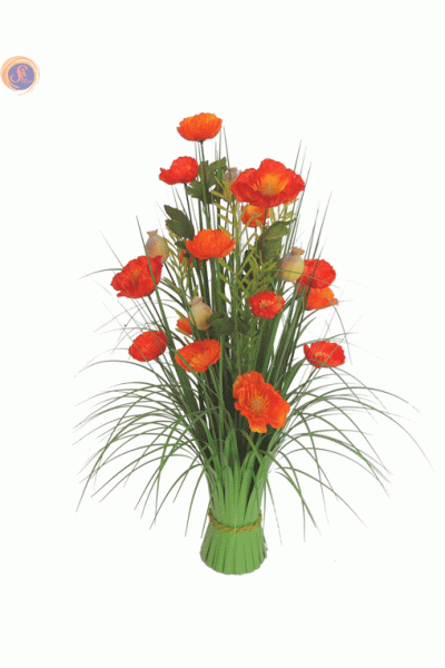 Польові маки