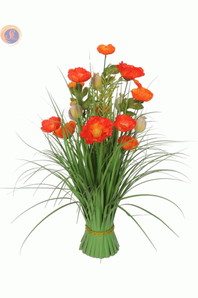 Польові маки