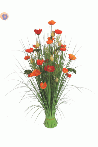 Польові маки