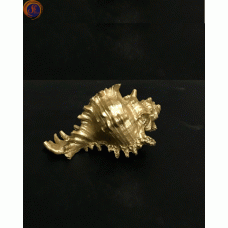 Мушля рапана золота