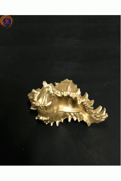 Мушля рапана золота