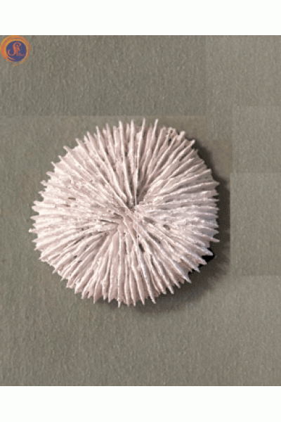 Декоративні корали