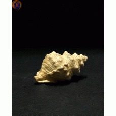 Мушля рапана декоративна