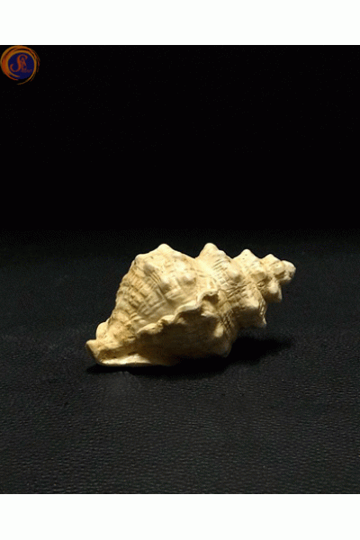 Мушля рапана декоративна