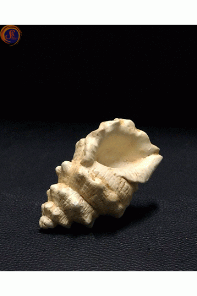 Мушля рапана декоративна