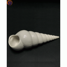 Мушля спіральна декоративна