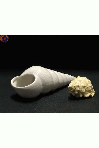 Мушля спіральна декоративна