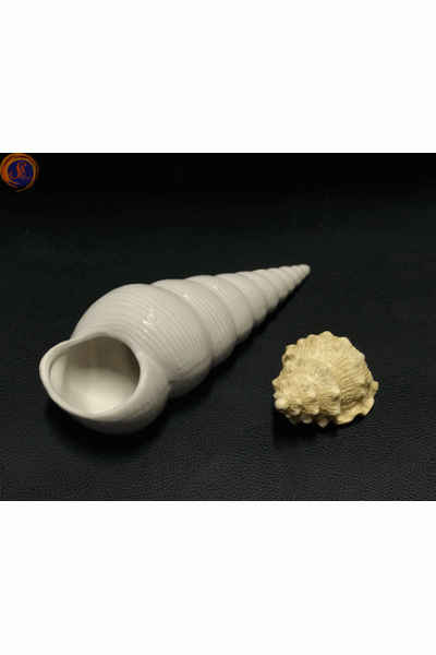 Мушля спіральна декоративна