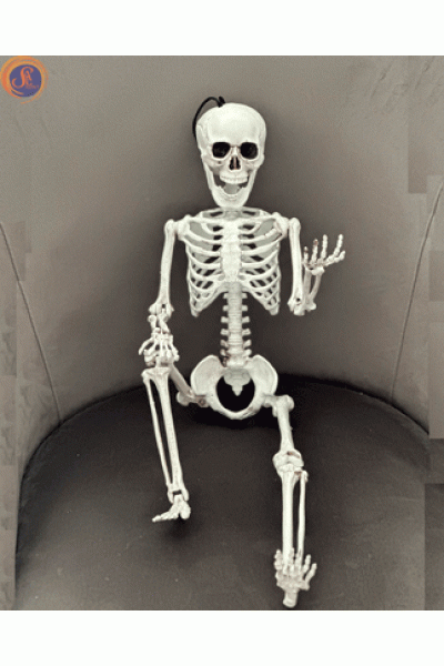 Скелет «Артем»