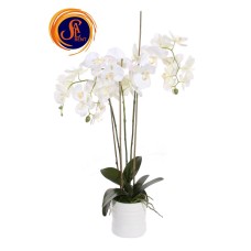 Орхідея в горщику (90 см)