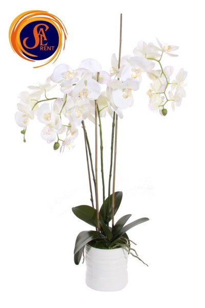Орхідея в горщику (90 см)
