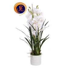 Орхідея Цимбідіум (1 м)