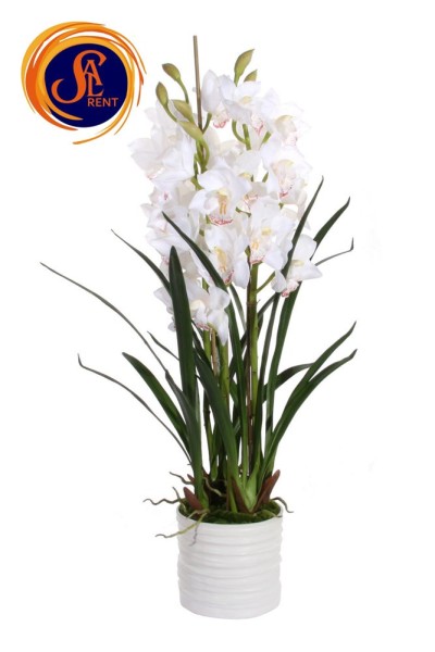 Орхідея Цимбідіум (1 м)