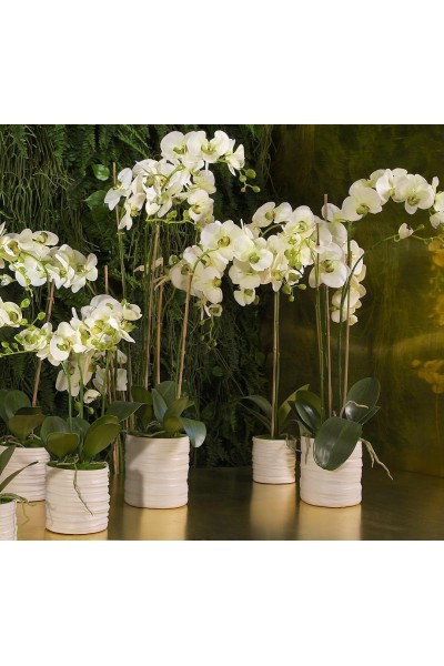 Орхідея в кашпо (1,4 м)