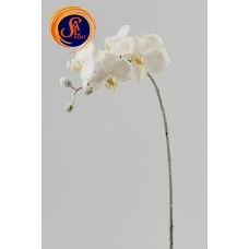 Орхідея, гілка засніжена
