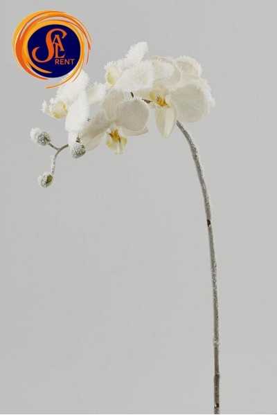 Орхідея, гілка засніжена