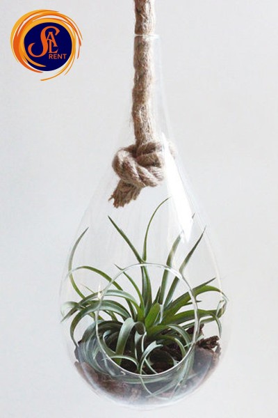 Тераріум для рослин 