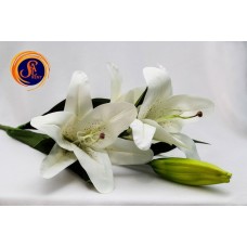 Лілія біла