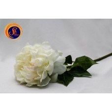 Півонія біла